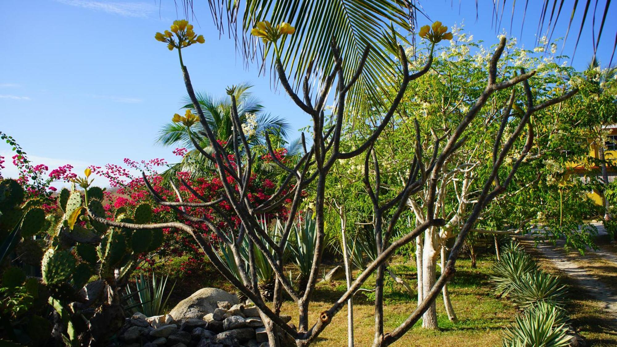 Ocean Oasis Hotel - Adult Only, Four Casitas Boutique Resort Agua Blanca Esterno foto
